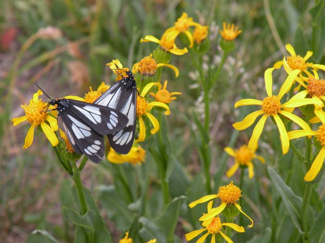 Uinta Moths on Yellow Flowers