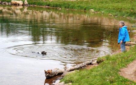 Buck Swimming in Lofty Lake