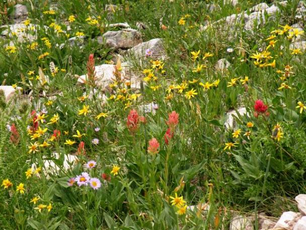 Uinta Mountain Flowers