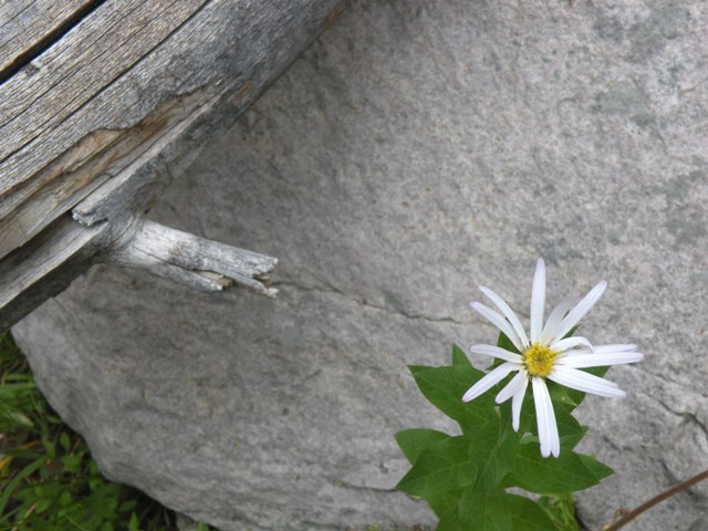another Uinta Mountain Flower 