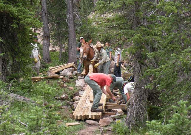 Forest Service Packer