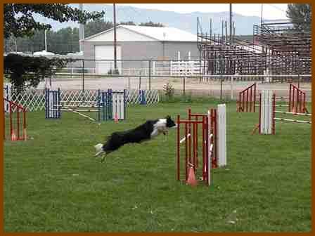 Dog Agility