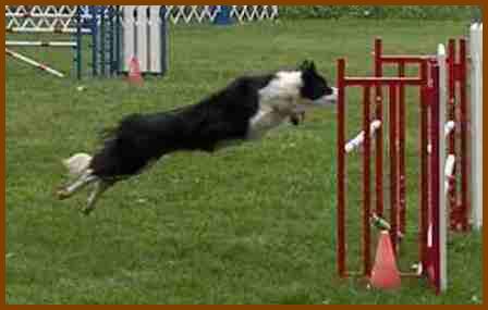 Dog Agility