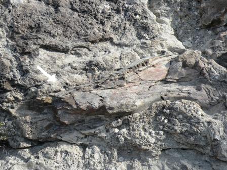 Dinosaur fossil at Dinosaur National Monument