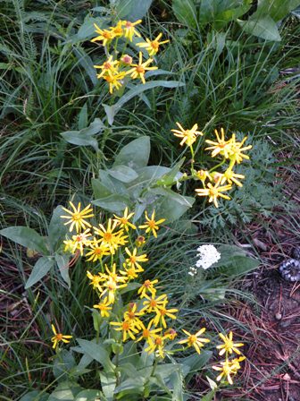 Yellow Daisy Flowers