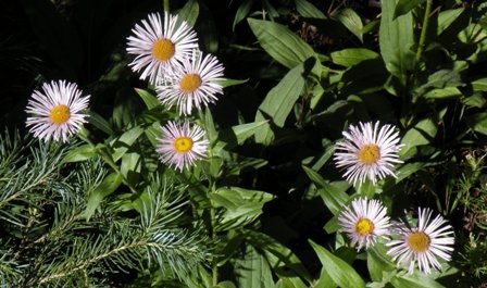 purple flowers along the trail