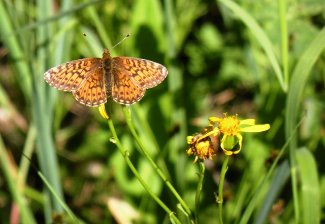 High Mountain Butterfly