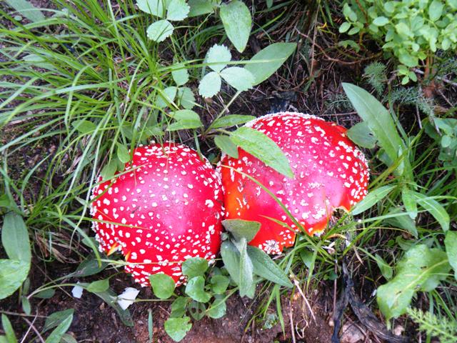Great Big Red Mushrooms on Routt National Forest