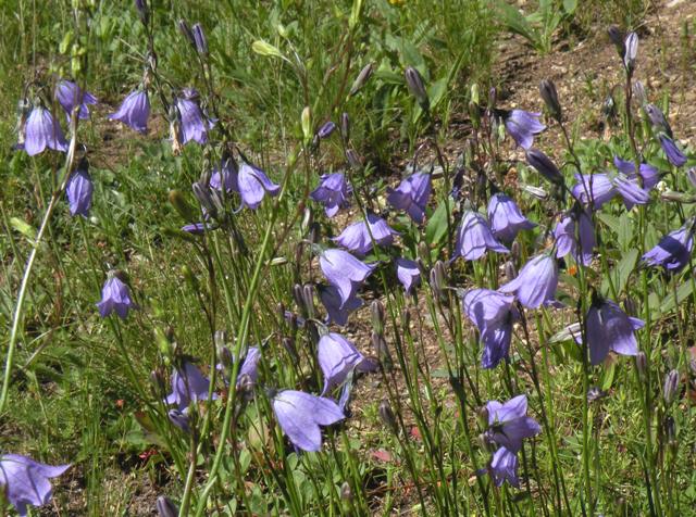 Bluebells in the Rockies