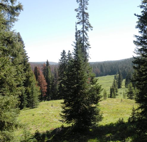 Routt National Forest View