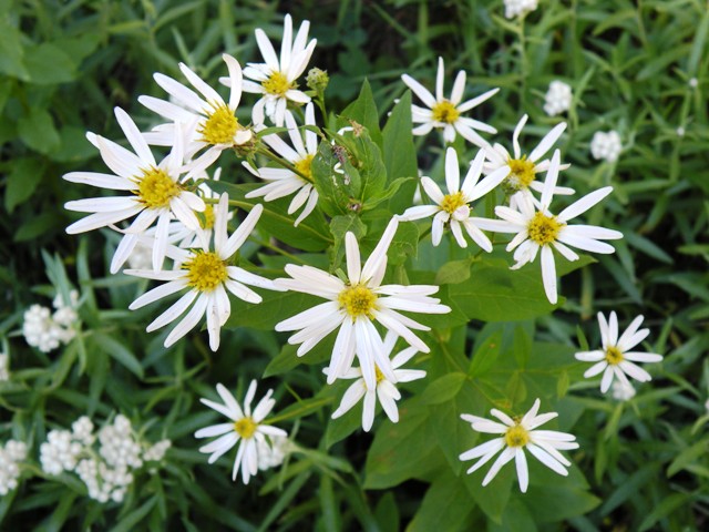 more white daisies of some sort