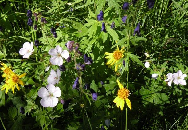 multi-colored flowers in Routt National Forest