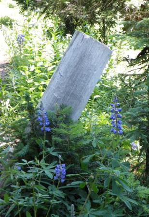 Blue flowers in the Rockies