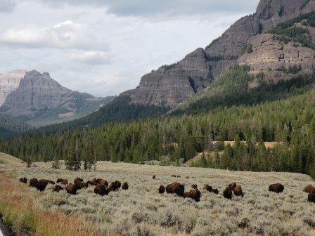 Buffalo in Lamar Valley