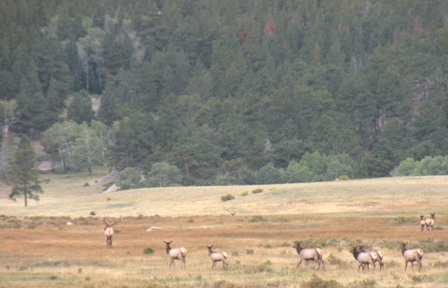 Small bunch of bugling elk