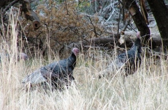 Zion National Park Turkeys