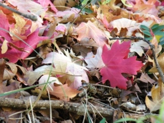 Fall Leaves on the Emerald Pools Trail in Zion Nat. Park