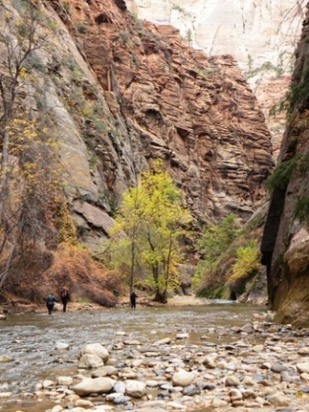 Hikers in Virgin River in Zion