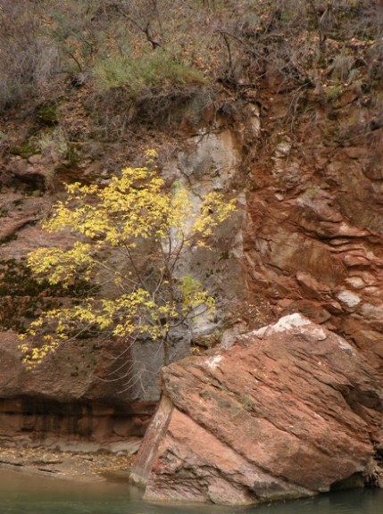 along the Virgin River in Zion