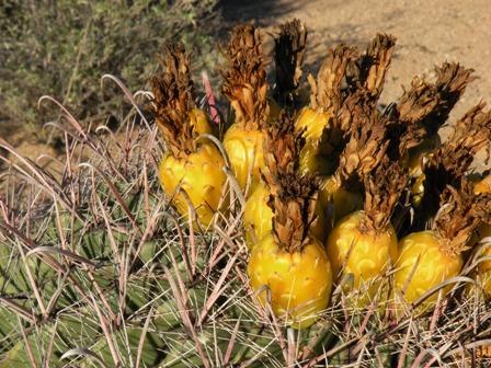 Cactus Fruit