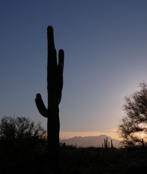 Silhouetted Saguaro