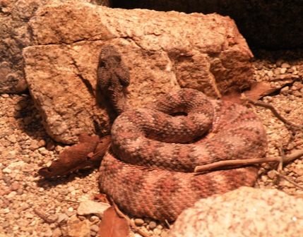 Arizona-Sonora Desert Museum Rattler