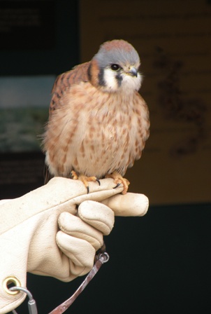 Arizona-Sonora Desert Museum Kestrel