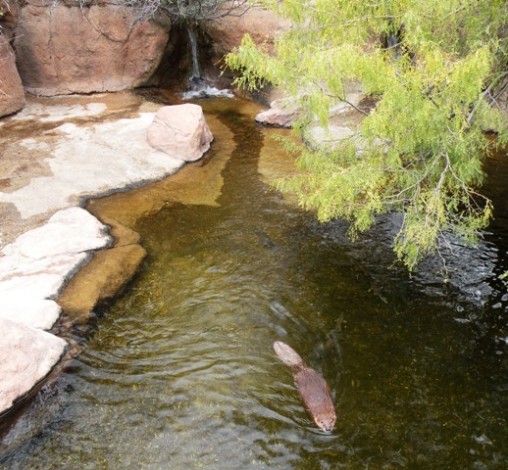 Arizona-Sonora Desert Beaver