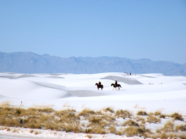 Horses in White Sands National Monument