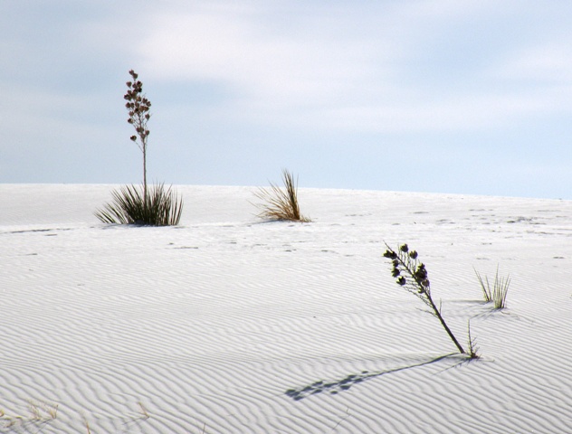 Hard life in White Sands National Monument