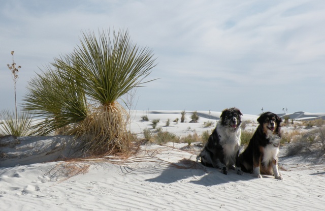 Lily and Buck at White Sands National Monument