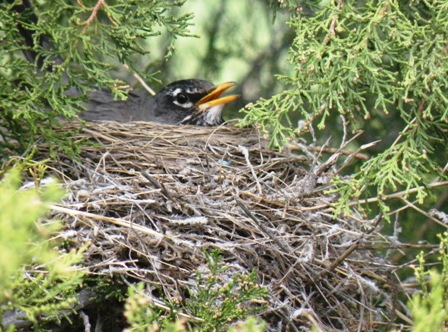 Robin sitting her eggs