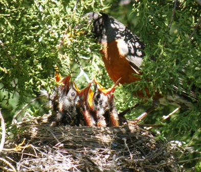 Hungery Robin Chicks