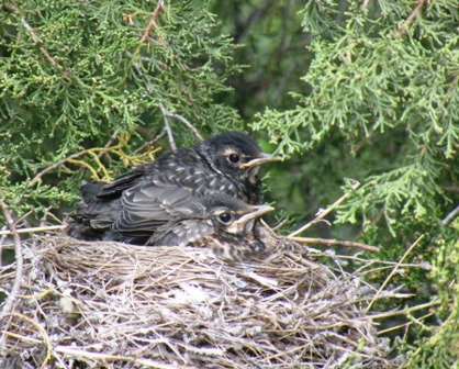 Robin Chicks getting big