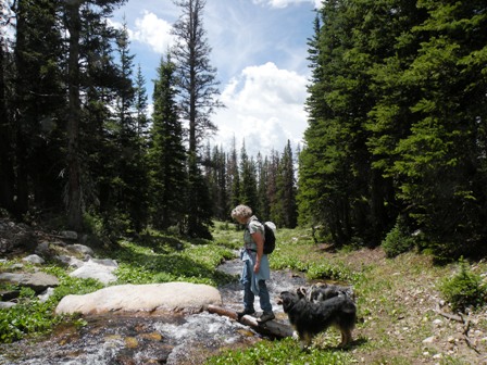 Log crossing on Tipple Trail in the Snowy Range of Wyoming