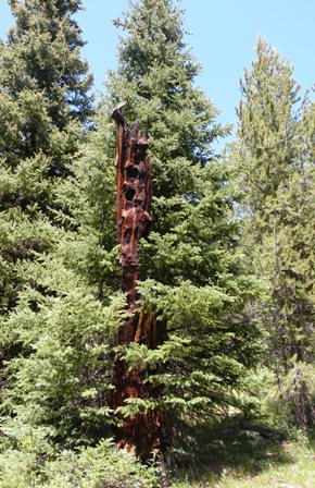 Burnt Snag in the Snowy Range of Wyoming