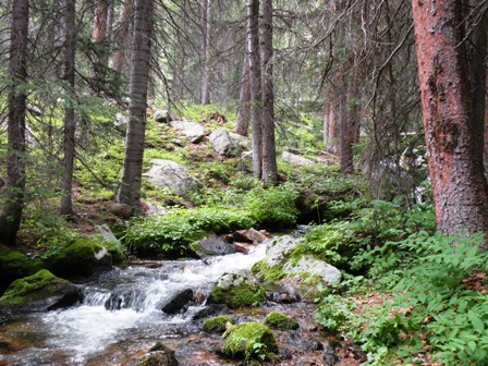 A Deep woods creek by Red Feather Lakes Colorado