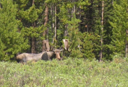 Big Moose by Red Feather Lakes Colorado