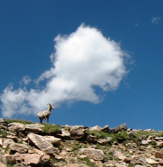 Rocky Mtn Bighorn Sheep on Mt Evans