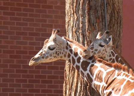 Giraffes at the Denver Zoo