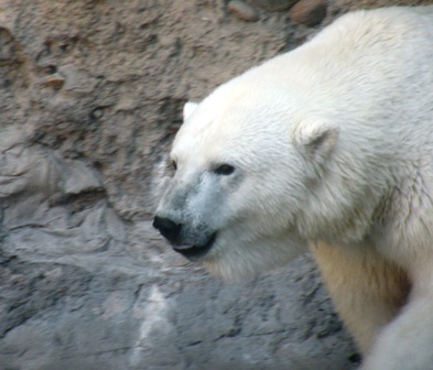 Denver Zoo Polar Bear