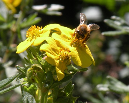 Bee at Denver Zoo