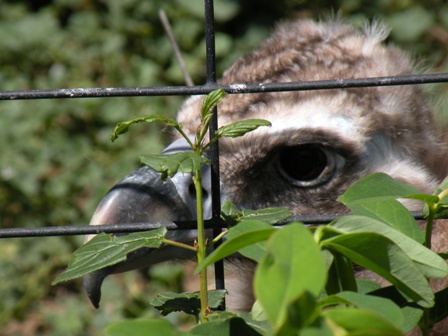 Bird behind wire at the Denver Zoo