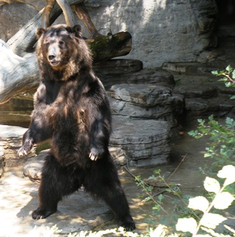 Grizzly 1 at Denver Zoo