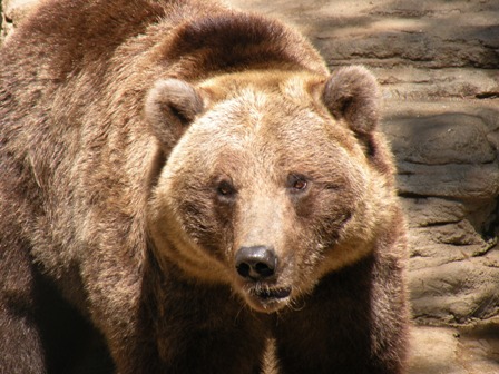 Grizzly 2 at Denver Zoo