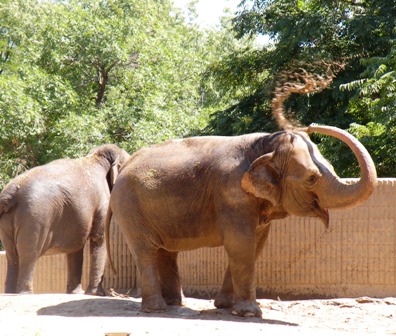 Elephant Mud Bath at the Denver Zoo