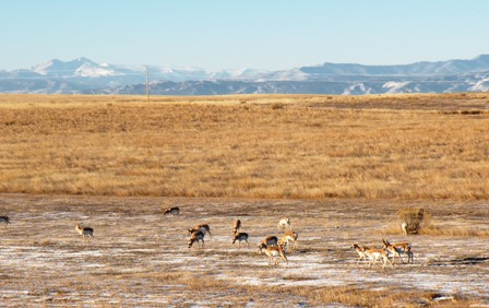 Antelope in Nunn Colorado