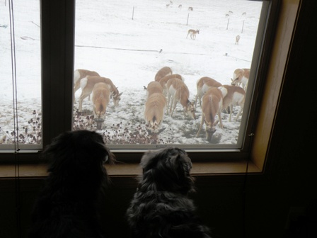 Dogs watching Antelope in the Yard