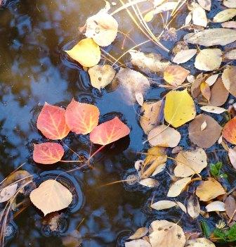 Fallen Fall Leaves