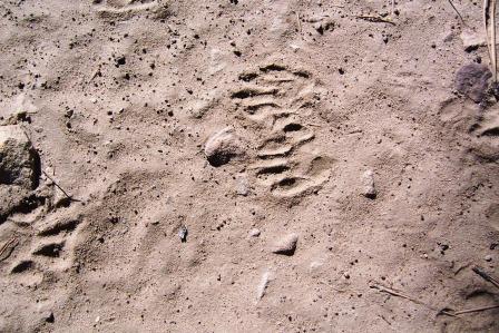 more Racoon tracks
